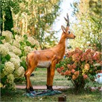 косуля косуля