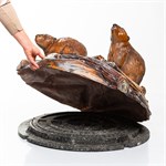 крышка бобры