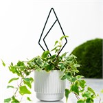 для роста растений