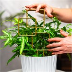 для домашних растений