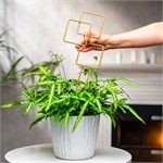 для роста и цветения