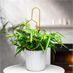 для не высоких растений