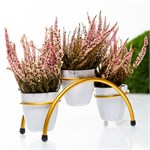 для озеленения дома