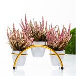 для комнатных растений