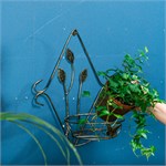 Цветочница настенная