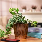 кашпо в подарок