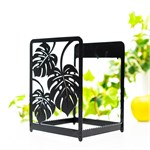 листья монстеры