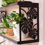 полка монстера