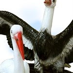 Аисты садовый декор