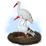 Гнездо с аистами F07731