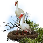 Гнездо с аистами цена 4000 руб.