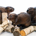 бобры в деле