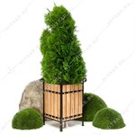 кадка высотой 60 см