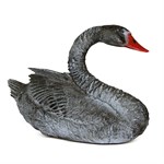 Лебедь фото