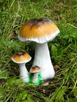 Садовая фигура Гриб берёзовый F07161 полистоун h=30см F07161 - фото 14553 Садовая фигура Гриб берёзовый F07161 полистоун h=30см F07161 - фото 14553