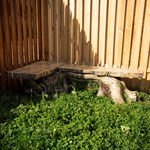 Лавка для дачи Корень дерева