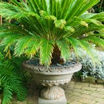 Вазон для цветов