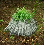 Садовое кашпо пень березовый Садовое кашпо пень березовый