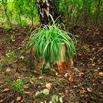 Декоративное кашпо для сада Декоративное кашпо для сада