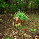 Кашпо пень для дачи Кашпо пень для дачи