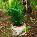 Кашпо пень для дачи Кашпо пень для дачи