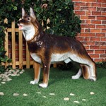 Овчарка фото