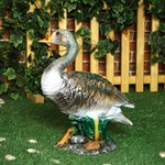 Утка фото Утка фото