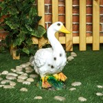 Утка фото Утка фото