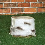 Пень березовый