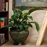 Горшок пластиковый  Горшок пластиковый