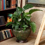 Вазон для растений Вазон для растений