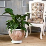 Пластиковый вазон для цветов