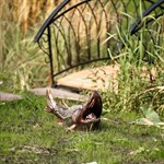 Декор для пруда 