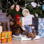 Подставка для елки 