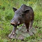 Кабан за 20900 руб.