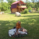 Декоративные крышки для люков