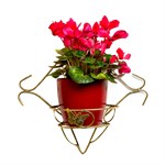 Цветочница настенная