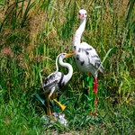 Птицы садовые фигуры