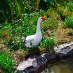 Гусь фигура за 1030 руб.