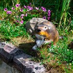 Бобер за 1960 руб.