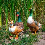 Фигурки уток