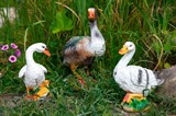 Утки для пруда Утки для пруда