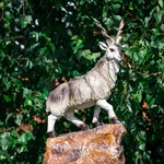 Горный козел фонтан Горный козел фонтан