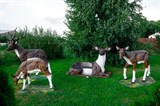 Олени для парка