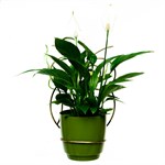 Настенная подставка для цветов 