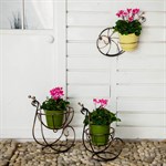 Цветочницы садовые 