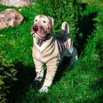 Фигура Шарпей U08252