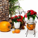 Цветочница кованая  Цветочница кованая