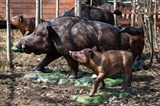 Парковые фигуры Кабаны Парковые фигуры Кабаны