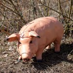 Поросенок F01227 Поросенок F01227
